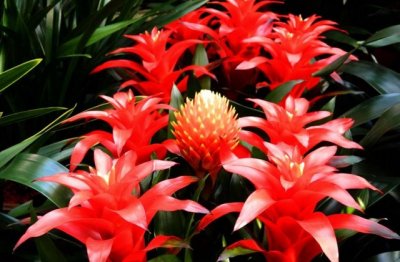 鸿运当头怎么养才能长得好