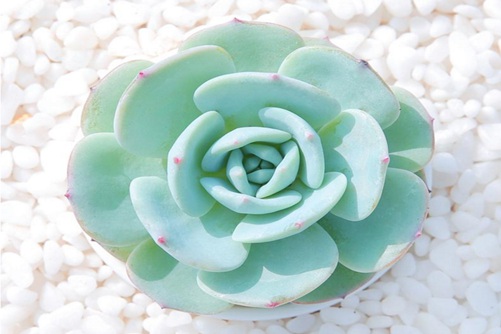 勃朗峰多肉怎么养，勃朗峰多肉养殖最好下面四点马上出状态美美哒