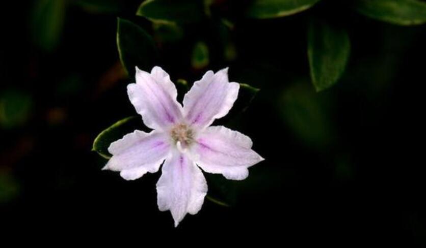 金边六月雪图片，六月霏霏飘端雪 须知别是一壶天