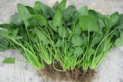 这样种菠菜，不仅长得好且产量高