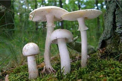 白色蘑菇有毒吗？什么样的蘑菇才有毒