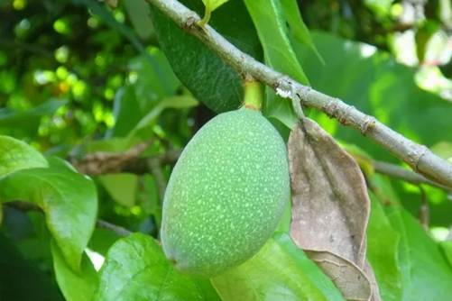 爱玉子价格， 爱玉子 用手揉出来的天然果冻