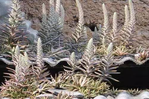 瓦松怎么养？瓦松多肉真正的中国原生多肉