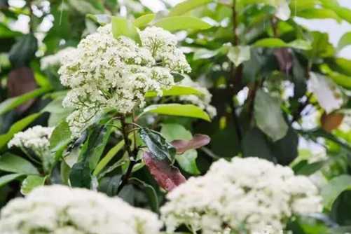 石楠花图片 水舂云母碓，风扫石楠花