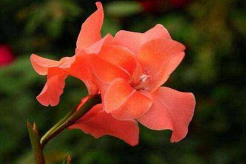 剑兰图片，剑兰世界四大切花之一，图片也美得不可言喻