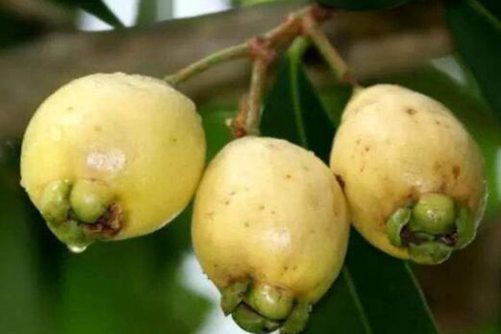 水蒲桃图片，细细纤纤的水蒲桃 美美丽丽开人间