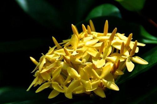 龙船花的养殖方法，龙船花这样养殖一年四季都开花