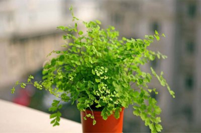 阳台植物上墙，不占空间还挺漂亮！