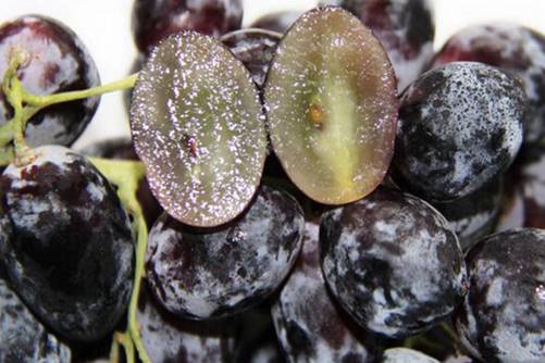 黑醋栗的功效与作用，饮品和甜点的最佳配材
