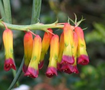 花语大全：立金花花语