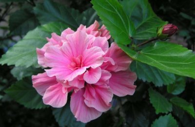 扶桑花怎么养家庭养法