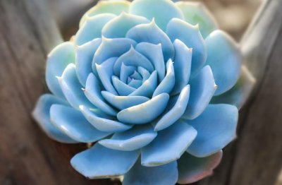 多肉植物的养殖方法（新手入门）