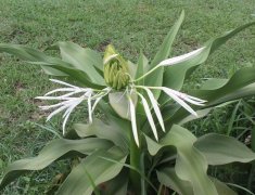 文殊兰的花语及代表意义