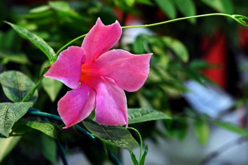 如何让飘香藤长得快,飘香藤有毒吗？(没有）