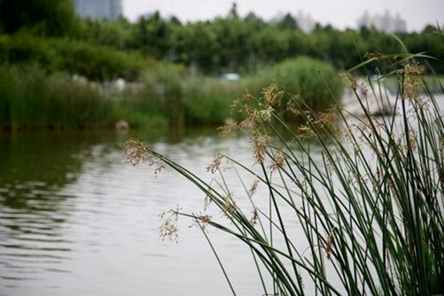 水葱的功效作用，随处可见的水葱原来还有这般功效