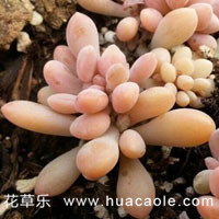 想让家中的醉美人生机勃勃—一定要学会这些