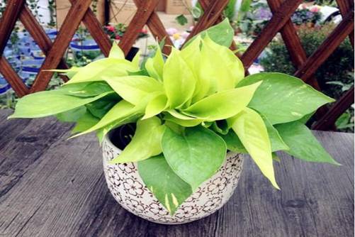 黄金葛在风水上的作用，黄金葛是生命之花也是幸福的代表