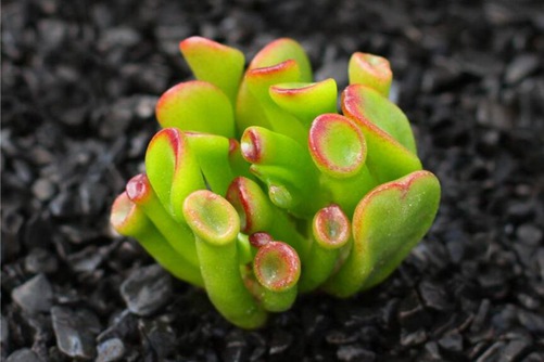 筒中花月的养殖，筒中花月怎么养才能变成“吸财树”