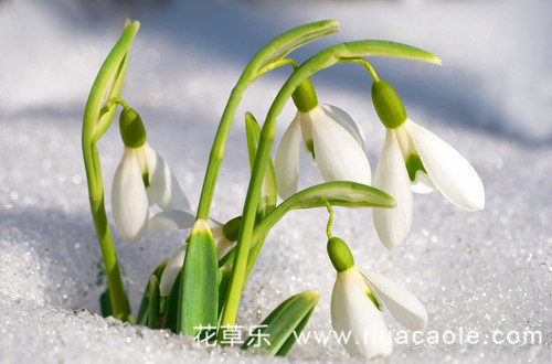 被赋予“希望”之花待雪草的传说