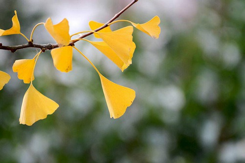 银杏叶片的功效与作用，千万不要随意捡银杏叶泡茶喝