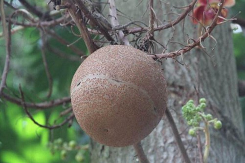 炮弹果被称为最危险的水果，它真的会爆炸？