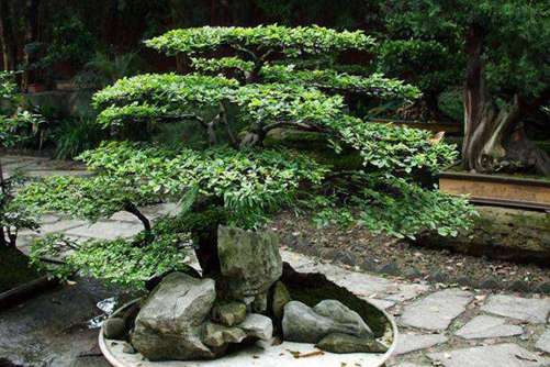 摇钱树怎么养 养好摇钱树人丁兴旺，财源滚滚