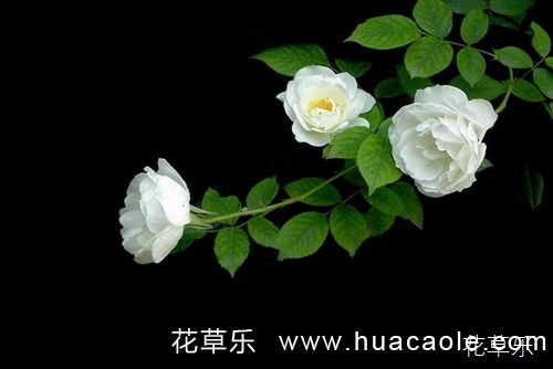 蔷薇花语及蔷薇的传说介绍