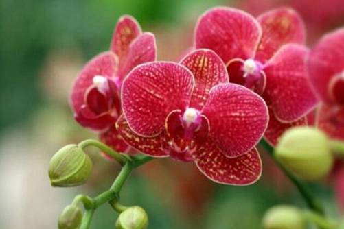 乔迁之喜送什么花？乔迁之喜就送这几种植物寓意超棒