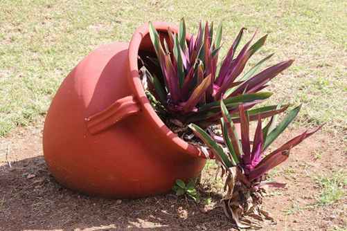 紫背万年青的养殖方法，种植紫背万年青的那些事儿