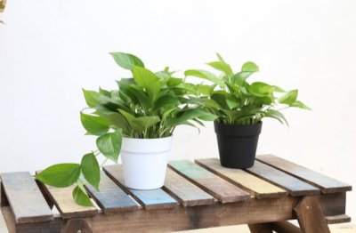 绿萝怎么养才能更绿