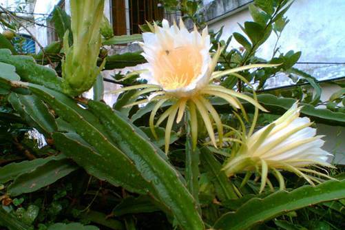 霸王花种植方法，霸王花不仅花靓而且食用药用效果都很好