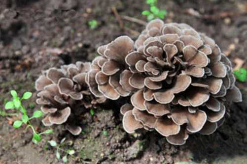 灰树花的营养价值和注意事项，灰树花不是花，营养价值大