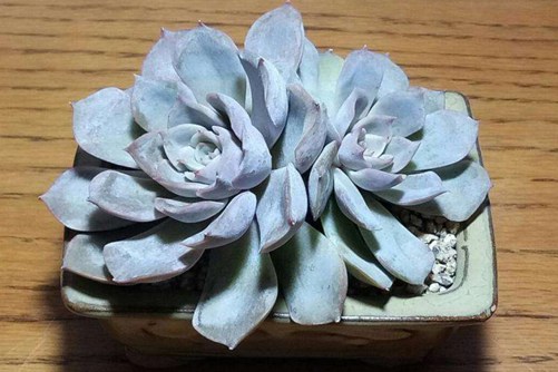 菲欧娜养殖方法,多肉菲欧娜原来也可以这么美