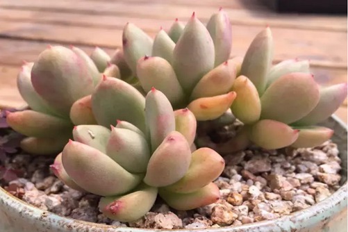 奶油鳄梨多肉怎么养？只可观看不可吃的奶油鳄梨