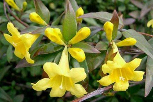 法国香水花怎么养，这样养花期达半年且馥郁芬芳