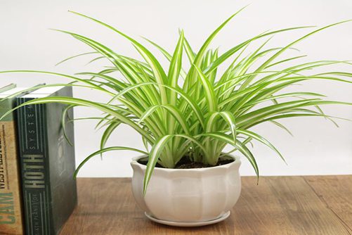 吊兰夏天多久浇水，才能枝繁叶茂还开花