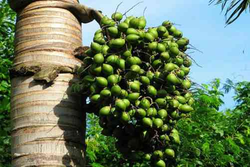 嚼槟榔为什么会上瘾？槟榔吃上就停不下来，看完你就知道了