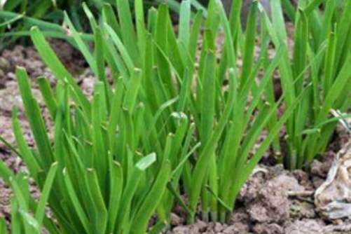 韭菜图片，绿绿青青壮壮苗 长长细细水浇浇