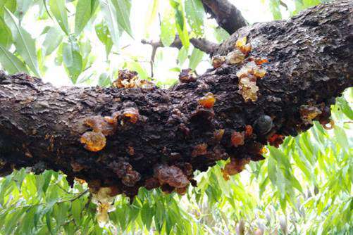 桃胶的功效与作用，能疗胃痛还能降脂养颜