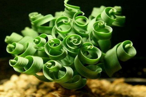 弹簧草怎么养 怎么种弹簧草叶子才能卷得更好看