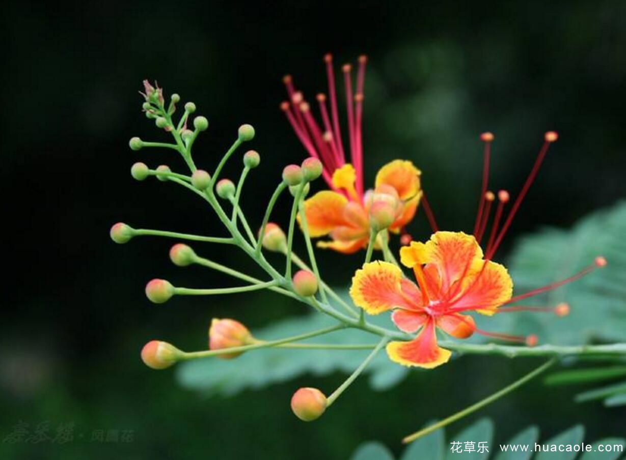 凤凰花花语及故事传说