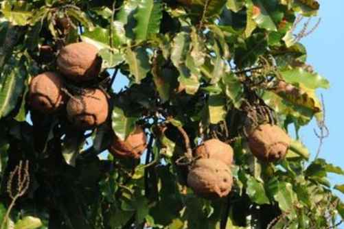 鲍鱼果怎么吃？鲍鱼果 不吃鲍鱼，我们吃果