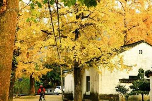 农村四大镇宅之树，随便一颗就可以镇宅保平安