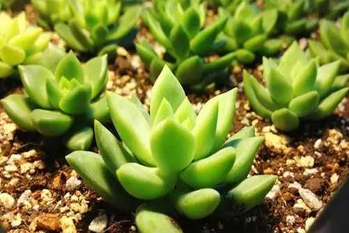 青丽多肉怎么养？青丽 小家碧玉肉如其名，你值得拥有