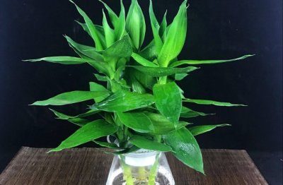 富贵竹怎么养长得好