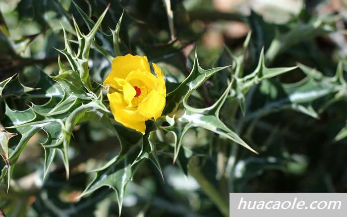 蓟罂粟图片，蓟罂粟的叶子有刺汁液有毒