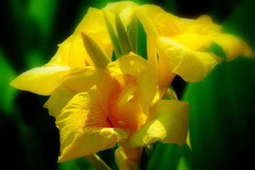 大花美人蕉能吃吗？大花美人蕉 带雨红妆湿，迎风翠袖翻