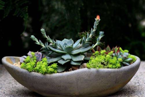怎么用石头做花盆种多肉？手把手教你制作石头花盆