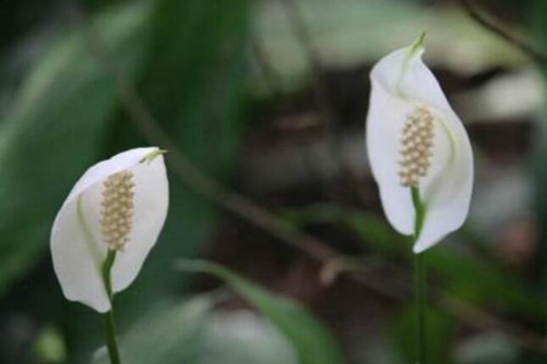 白鹤芋的养殖方法，“清白之花”白鹤芋的养护要点