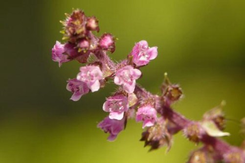 哪些人不能吃紫苏籽油？紫苏籽油的食用方法